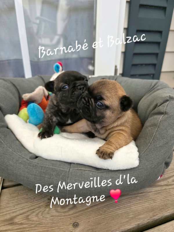 Bouledogue français - Des Merveilles D'la Montagne