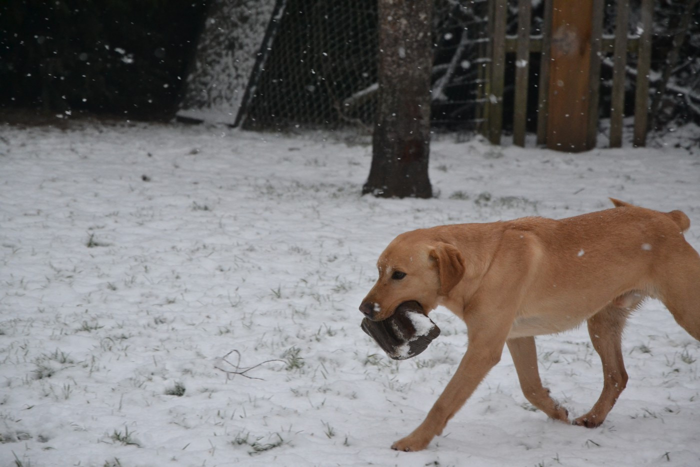 Publication : Ki Kalonek