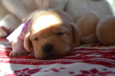 Collier Violet - Labrador Retriever