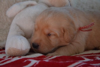 Collier Rouge - Labrador Retriever