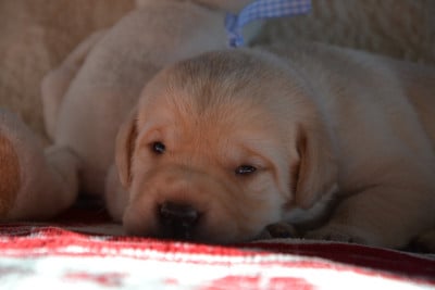 Collier Bleu - Labrador Retriever