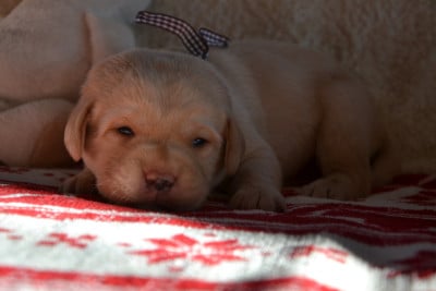 Collier Marron - Labrador Retriever
