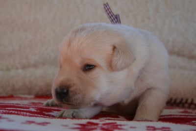 Collier Violet - Labrador Retriever