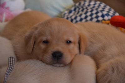 Les chiots de Labrador Retriever