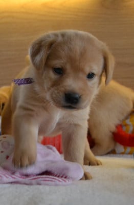 Les chiots de Labrador Retriever