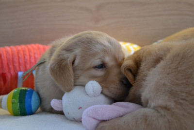 Les chiots de Labrador Retriever