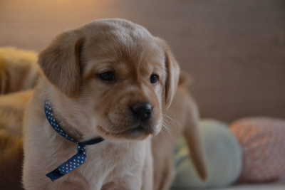 Les chiots de Labrador Retriever