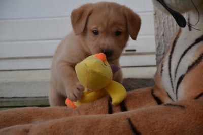 Les chiots de Labrador Retriever