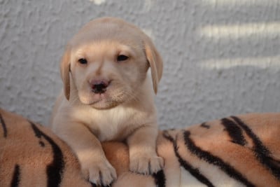 Les chiots de Labrador Retriever
