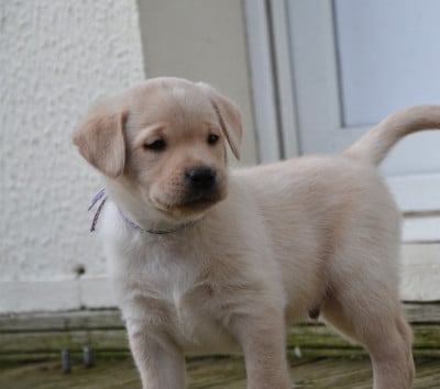 Les chiots de Labrador Retriever