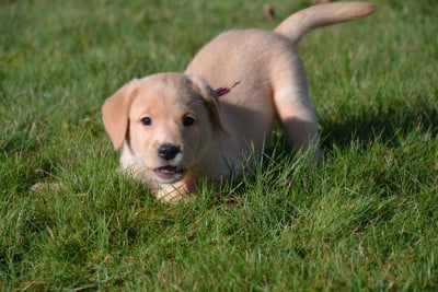 Les chiots de Labrador Retriever