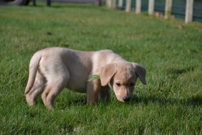 Les chiots de Labrador Retriever