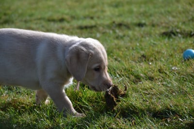 Les chiots de Labrador Retriever