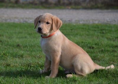Les chiots de Labrador Retriever