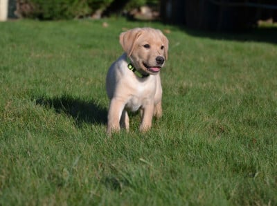 Les chiots de Labrador Retriever