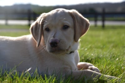 Les chiots de Labrador Retriever