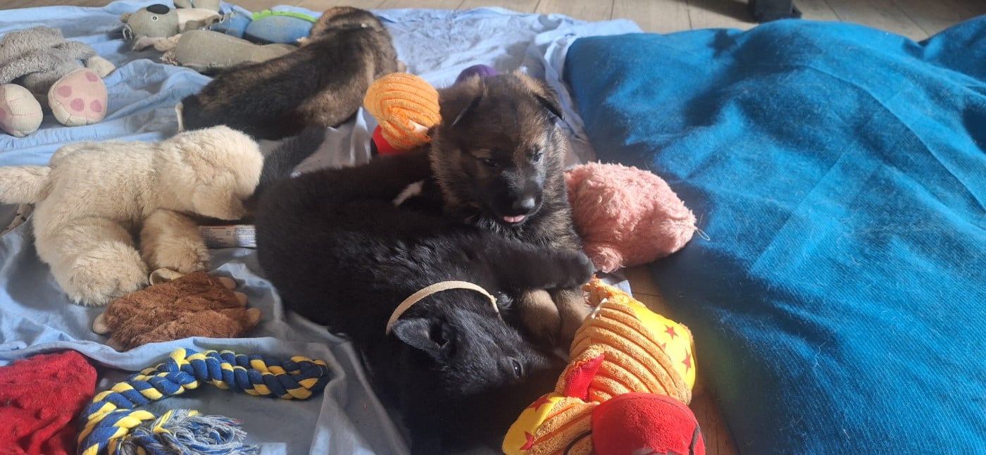 CHIOT 5
