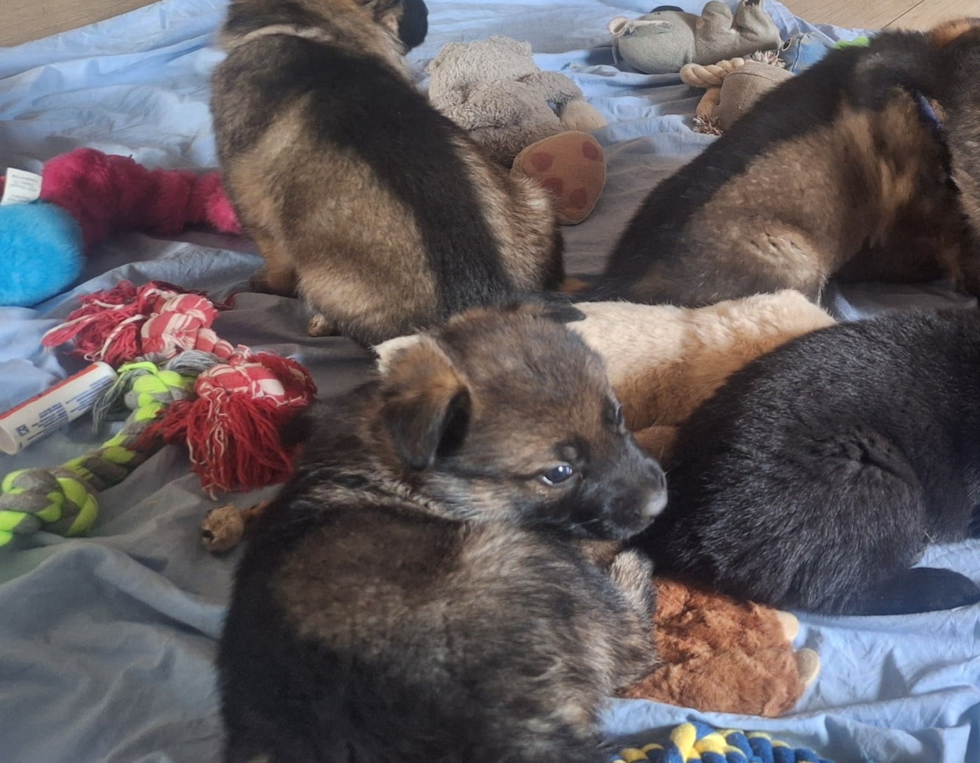 CHIOT 5