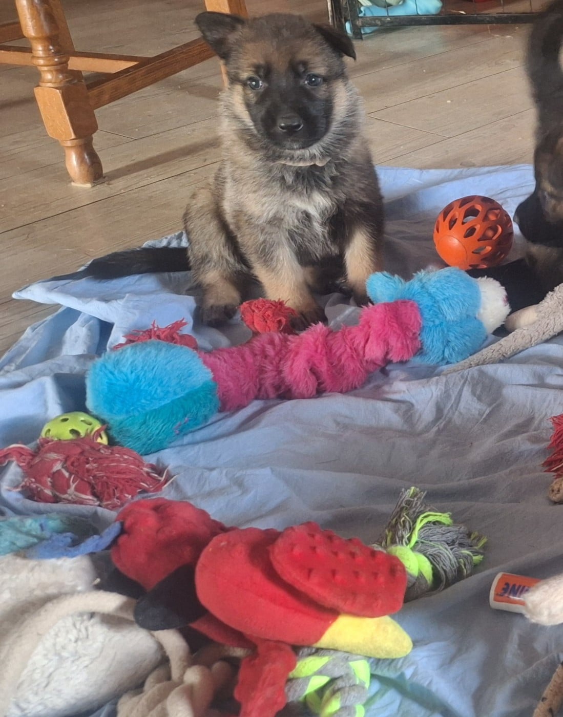 CHIOT 1