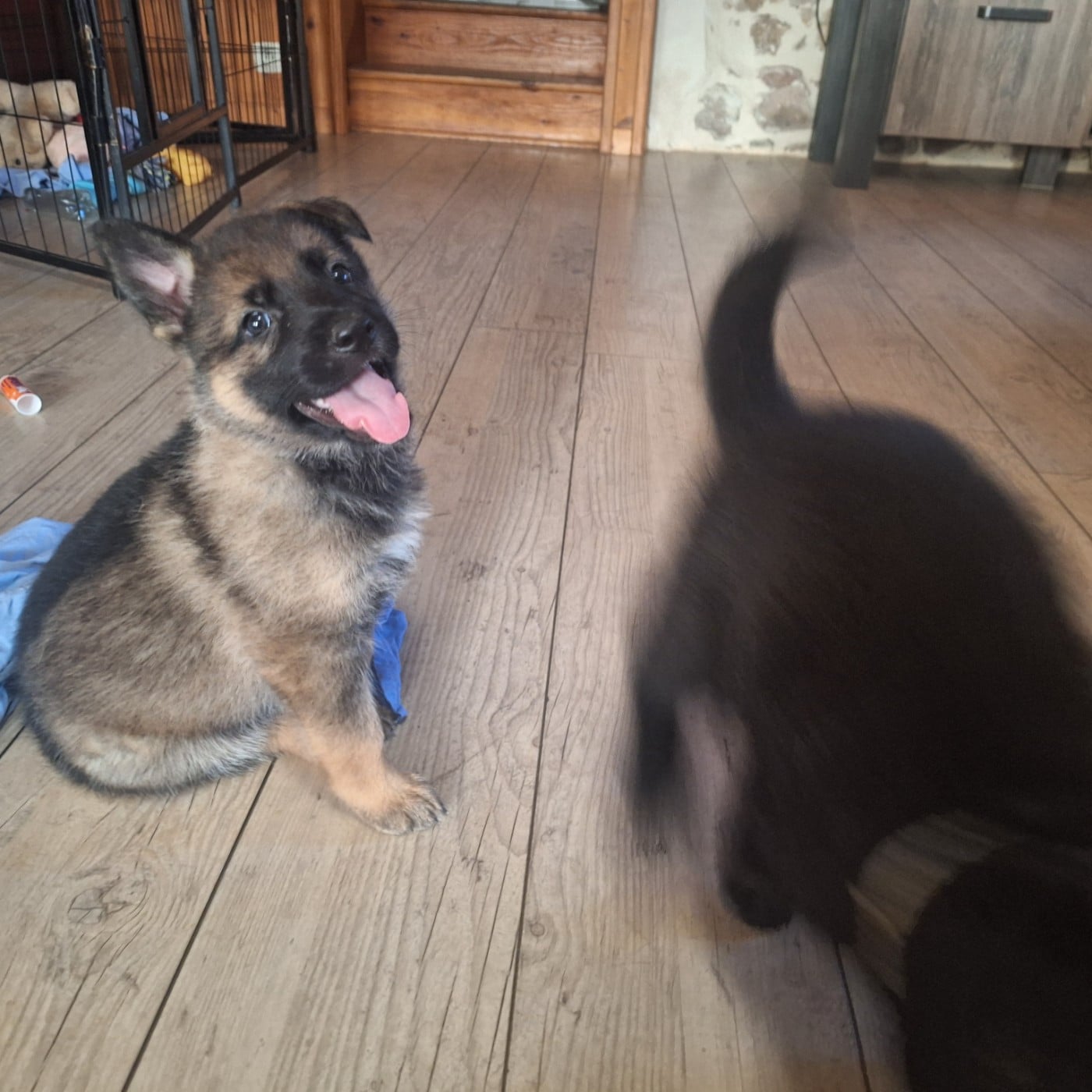 CHIOT 1