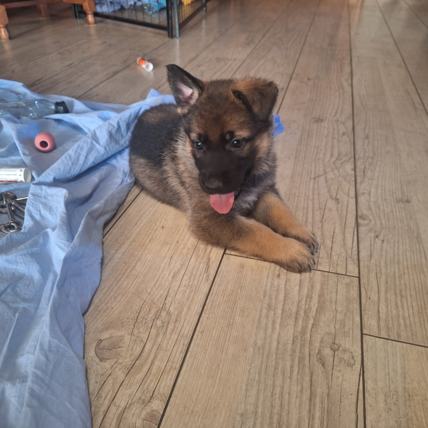 CHIOT 1