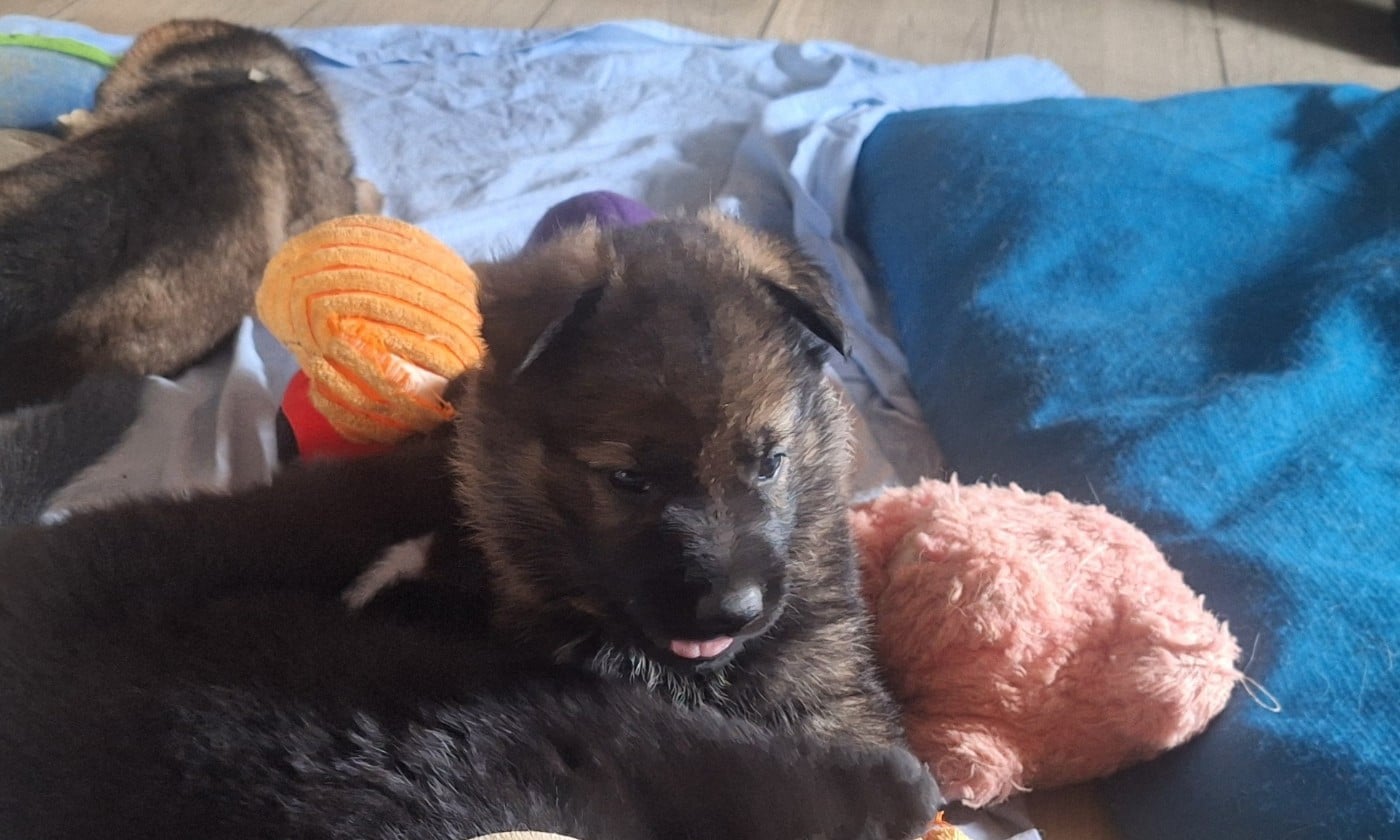 CHIOT 5