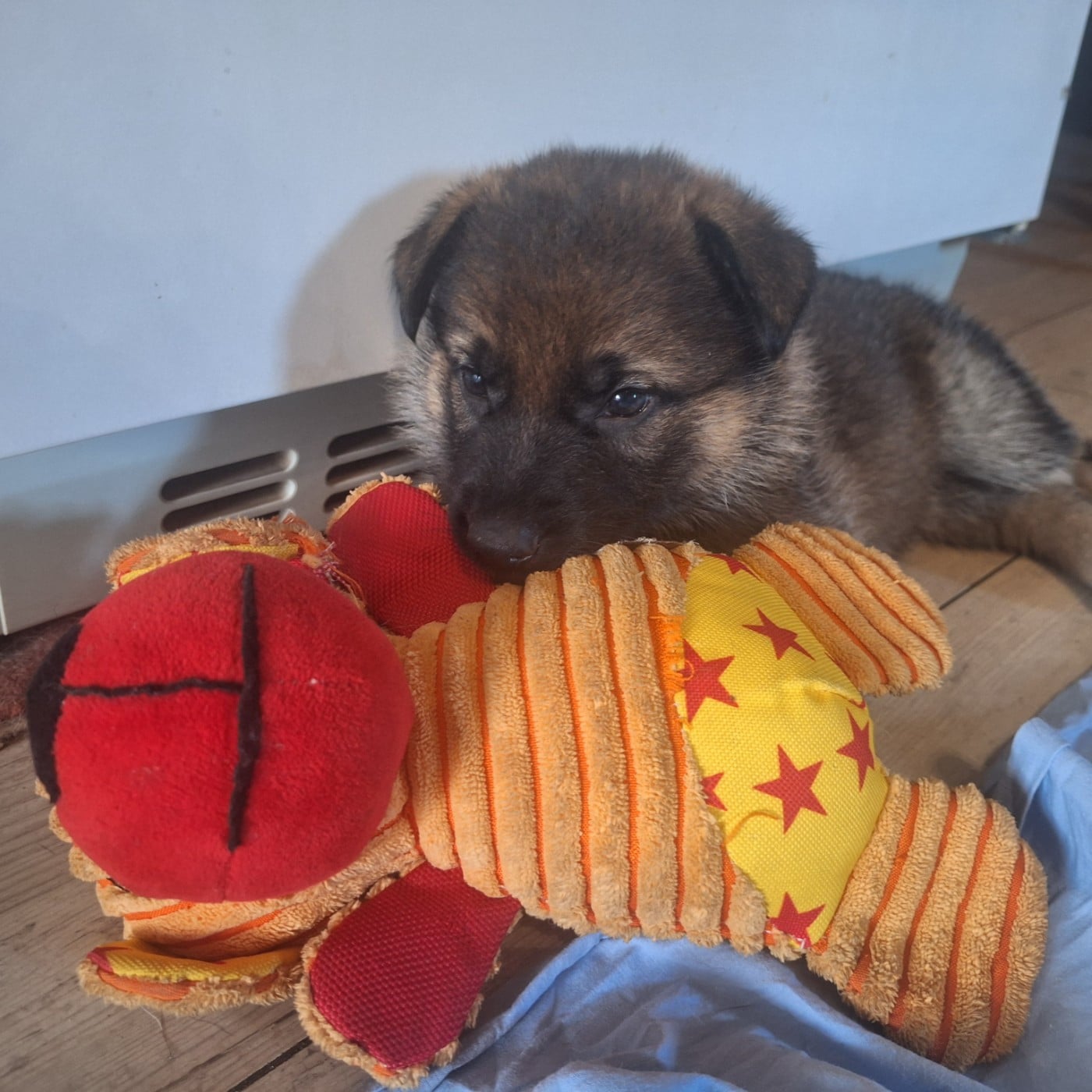 CHIOT 5