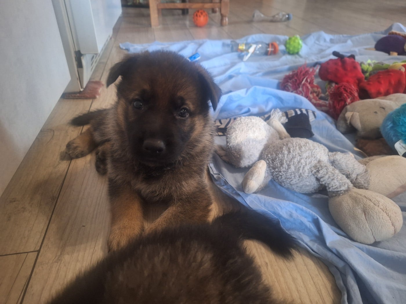 CHIOT 5