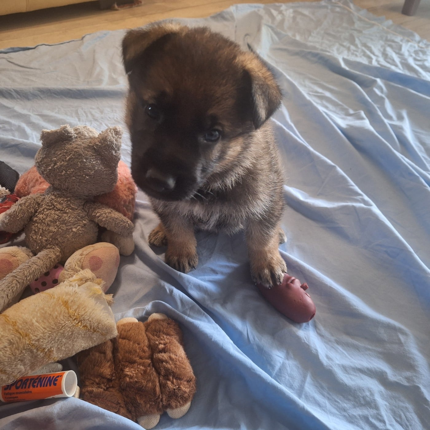 CHIOT 5