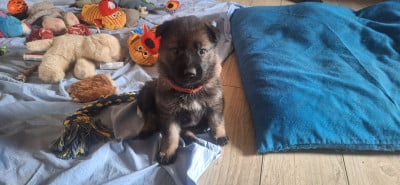 Les chiots de Berger Allemand