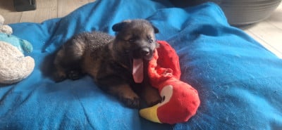 Les chiots de Berger Allemand