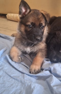 Les chiots de Berger Allemand
