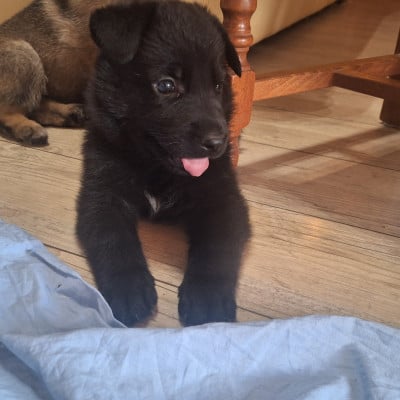 Les chiots de Berger Allemand