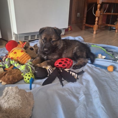 Les chiots de Berger Allemand