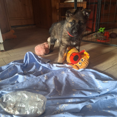 Les chiots de Berger Allemand