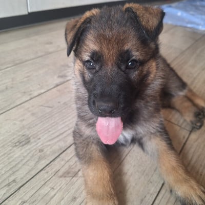 Les chiots de Berger Allemand