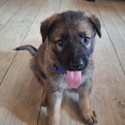 Les chiots de Berger Allemand