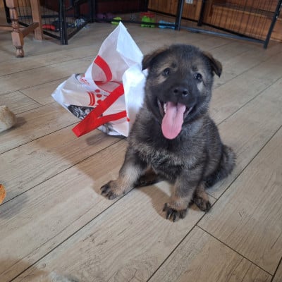 Les chiots de Berger Allemand
