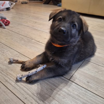 Les chiots de Berger Allemand