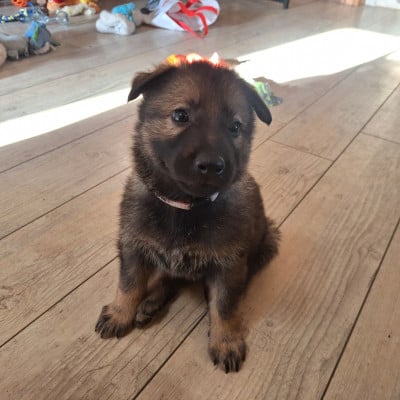 Les chiots de Berger Allemand