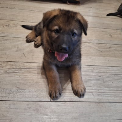 Les chiots de Berger Allemand