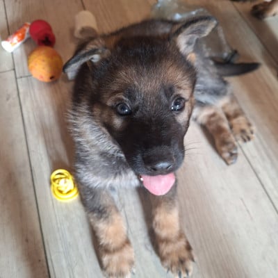 Les chiots de Berger Allemand