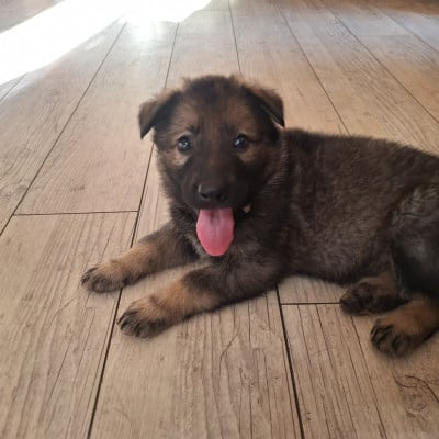Les chiots de Berger Allemand