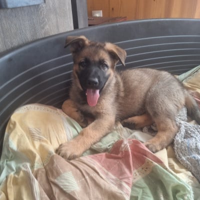 Les chiots de Berger Allemand