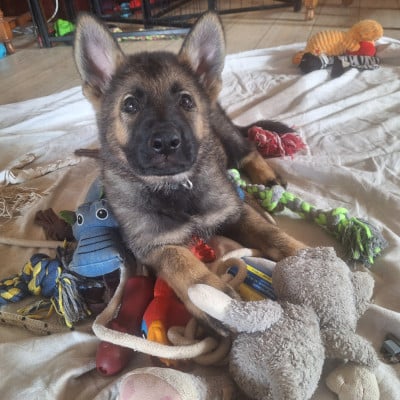Les chiots de Berger Allemand