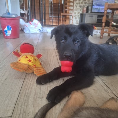 Les chiots de Berger Allemand