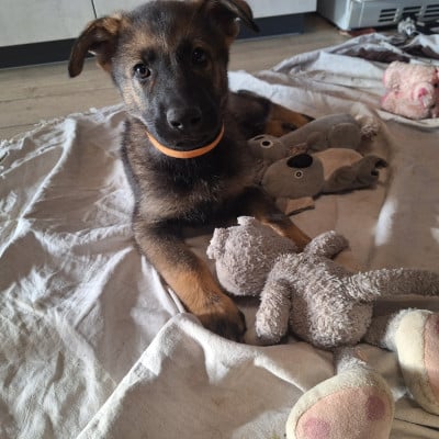 Les chiots de Berger Allemand
