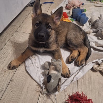Les chiots de Berger Allemand
