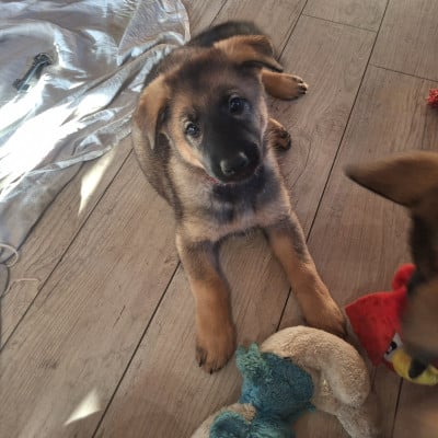 Les chiots de Berger Allemand