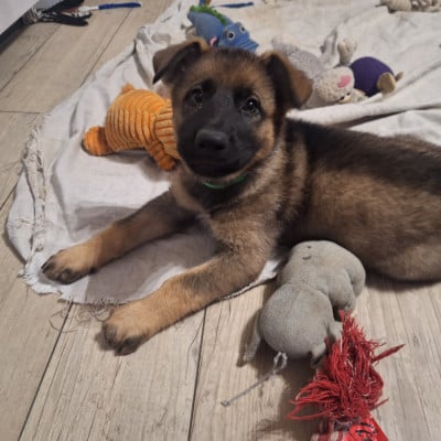 Les chiots de Berger Allemand